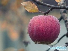 Ů��΢��������ˮ��������