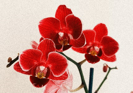 ɭϵСins
